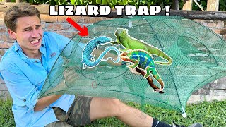 TRAPPING EXOTIC INVASIVE LIZARDS TAKING OVER MY PROPERTY [upl. by Aimet740]