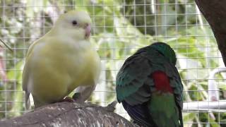 Meet our Red Rump Parrots [upl. by Davide]