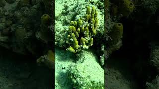 Sea sponges 🇬🇷 Snorkeling Crete Greece [upl. by Gnex574]