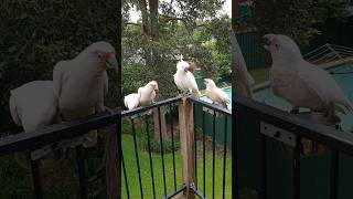 Hungry Lonely Cockatoo GETS SOME LOVE 🕊️😢🫱🍚😍 [upl. by Annairoc190]