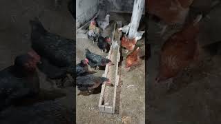 Turşihannnn🤣🤣🐔 keşfet story köyhayatı cocukolmak bitirimikili eglenceli komik hayvansever [upl. by Zile]