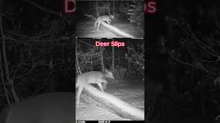 Deer Forgets How To Walk wildlife trailcam huntingcamera [upl. by Oinimreh]