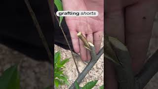 grafting process  grafting shorts [upl. by Leuamme773]