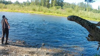 Cowlitz river summer Steelhead  Barrier dam hatchery 2023 [upl. by Eliza]