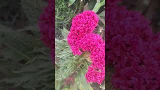 Celosia Cristata plants plant naturelovers flowers [upl. by Liederman]