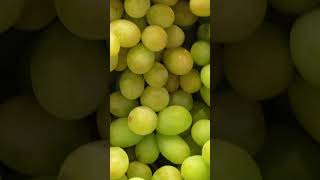 Uvas Pequeñas pero Potentes en Antioxidantes uvas beneficios antioxidante saludable [upl. by Carnes]