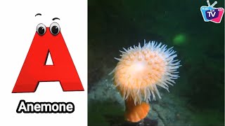 Sea Animals Alphabet Song  Learn The Names of Sea Animals  Alphabet Letters [upl. by Vyse]