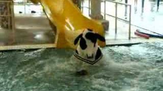 Cow on water slide video [upl. by Merill263]