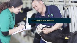 The impact of animal diseases [upl. by Torrance607]