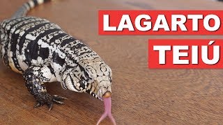 LAGARTO TEIÚ – GUIA DA ESPÉCIE – QUATRO PATAS [upl. by Huber]