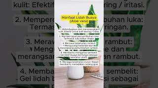 manfaat lidah buaya  kesehatan obatherbal trending [upl. by Onairam]