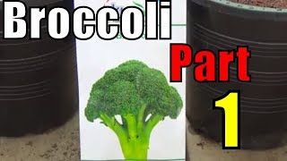 How to Grow Broccoli From Seeds Part1 Urduhindi 2017 [upl. by Madora]