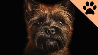 All about the Cairn Terrier [upl. by Ardnauqal695]