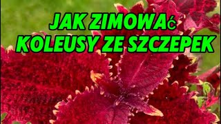 Szczepki koleusów w wodzie na zimę🌿 Moje sprawdzone porady i sekrety pielęgnacji🌱🌱🌱 [upl. by Lonni]