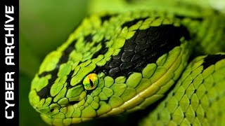 15 Most Venomous Snakes in the World [upl. by Naerb46]