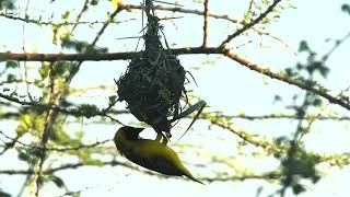 Vitelline MaskedWeaver building nest [upl. by Broeker]