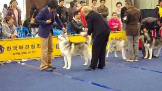 Siberian Huskies at KKC dog show in Seoul [upl. by Astor320]