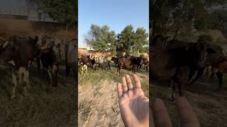 San cow hmari hyn minizoo biglizard comedy cow [upl. by Lorens]