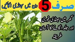 How to Cultivate Okra at HomeKamra Zamindariگھر میں بھنڈی فوری طور پر کیسے اگائیں [upl. by Inavoj]