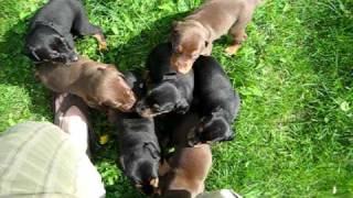 Doberman Puppies [upl. by Einatsed]