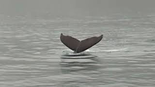 Humpbacks 4 tails 3 at Icy Strait Point [upl. by Erodasi]