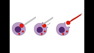 Studying ion channels on the lysosomal membrane [upl. by Tatiana287]