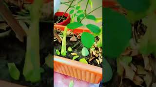 Aprajita ka plant treading flowers viralvideo youtubeshorts [upl. by Grimbald]