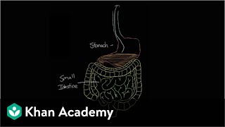 What is gastroenteritis  Gastrointestinal system diseases  NCLEXRN  Khan Academy [upl. by Hsiekal55]