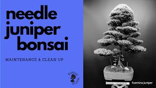 Needle Juniper Foemina Maintenance amp Clean Up [upl. by Dallas762]