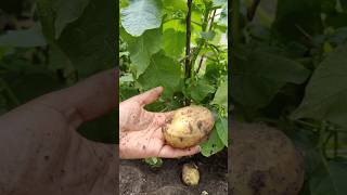 💥France வீட்டு தோட்டத்தில first உருளைக்கிழங்கு 🥔🥳 shorts shortsfeed food gardening potato [upl. by Solita180]