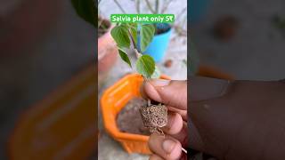 5₹ only salvia babyplant salvia flowers ytshort garden gardening plants plantation marrygols [upl. by Ertsevlis387]