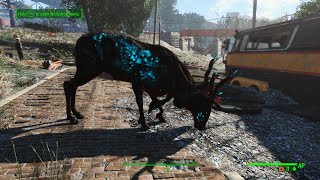 Fallout 4s Quantum Radstag  CC Quest [upl. by Gnex390]