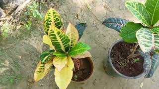 Cronton plant care Tips  कोटिन घर आने के बाद क्यो मरता है why Cronton leaves Fall [upl. by Doak]