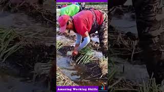 The Process Of Planting Green Onions [upl. by Anal]