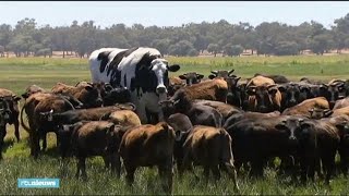 Dan maar eeuwigdurend verlof stier te groot voor slachthuis [upl. by Terrene]