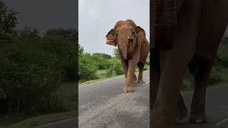 Majestic Elephant Sighting Raja Buttala Road elephant wildelephant travel [upl. by China185]