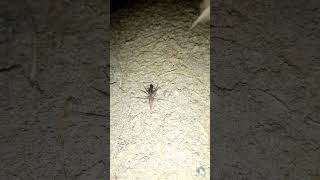 Its a spider eating spiders april11 insects whitegoat eatingjunkfood [upl. by Engis199]