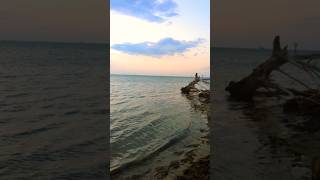 Ocean Breeze and Driftwood at the Outer Banks ocean shorts northcarolina peaceful [upl. by Sedgewinn]