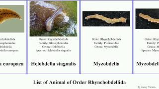 List of Animal of Order Rhynchobdellida placobdella helobdella ali europaea rugosa picta ornata [upl. by Hickey]