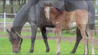 Weidenblume AK filly by Belissimo M x Dimaggio Weissena Stamm [upl. by Rosenblast]