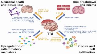 Circulating Biomarkers of Traumatic Brain Injury [upl. by Filippa]