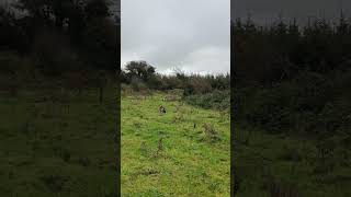 English Springer Spaniel Hunting Pheasant [upl. by Yenor]