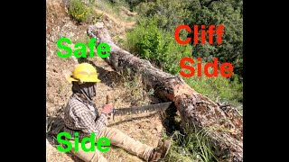 Cross Cut Saw Trail Work Diaries from a greenhorn sawyer Tree 7 Solo Bucking [upl. by Apoor]