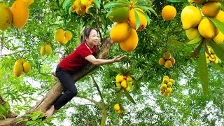 Harvest Cracked Chicken Egg  LEKIMA  Goess to market sell  The Fruit Is Very Good For Health [upl. by Inafets956]