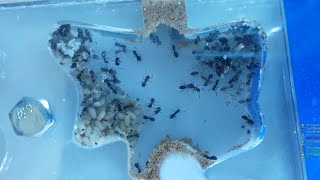 A healthy Lasius Niger colony in an Acrylic nest TimeLapsevideo [upl. by Sillert]