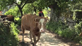 Official Trailer for Walking the Camino [upl. by Sternlight569]