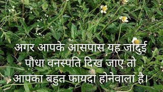 plant science plant pathologybotany explaineplantsघुमरा के फायदे।जड़ी बूटियां [upl. by Tahpos215]