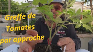 Greffe de tomates par approchetomates greffetomates greffeparapproche [upl. by Yrokcaz]