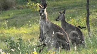 Eastern Grey Kangaroo 11 [upl. by Collier]