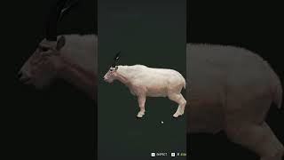 💎 Mountain Goat meets Muzzle Loader thehuntercallofthewild cotw [upl. by Ecirp581]